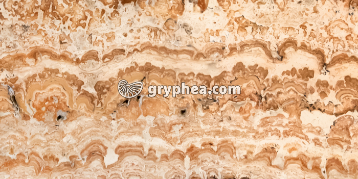 Stromatolithe fossilisé en CT (détail d'une surface polie) - gryphea.com